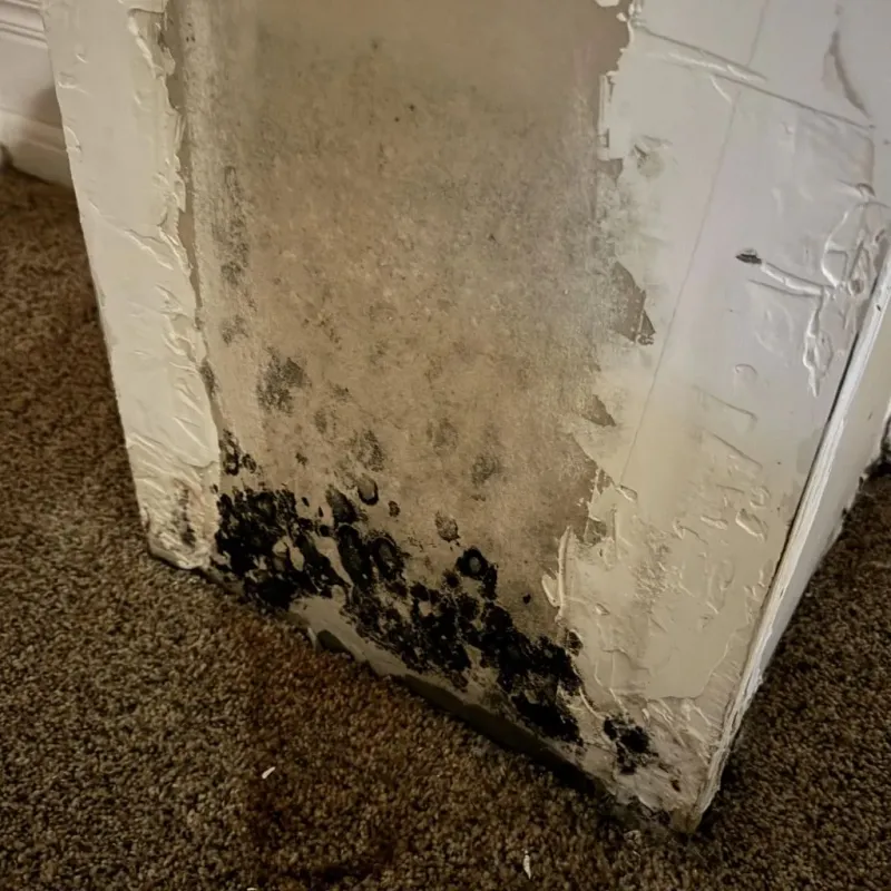 Professional Mold Removal in Breaux Bridge, LA